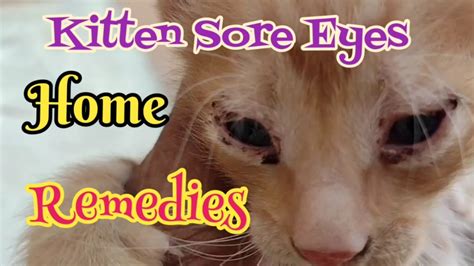 kittens sore eyes home remedy.